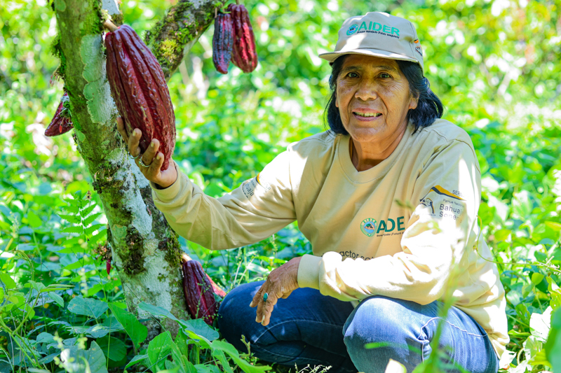 Productora muestra el fruto del cacao recién cosechado
