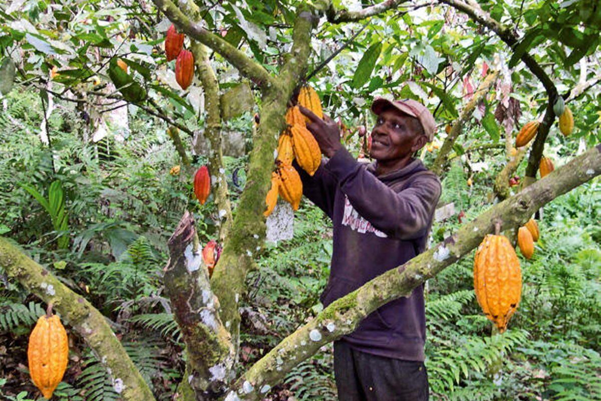 Recolección de cacao en la parcela de la asociación