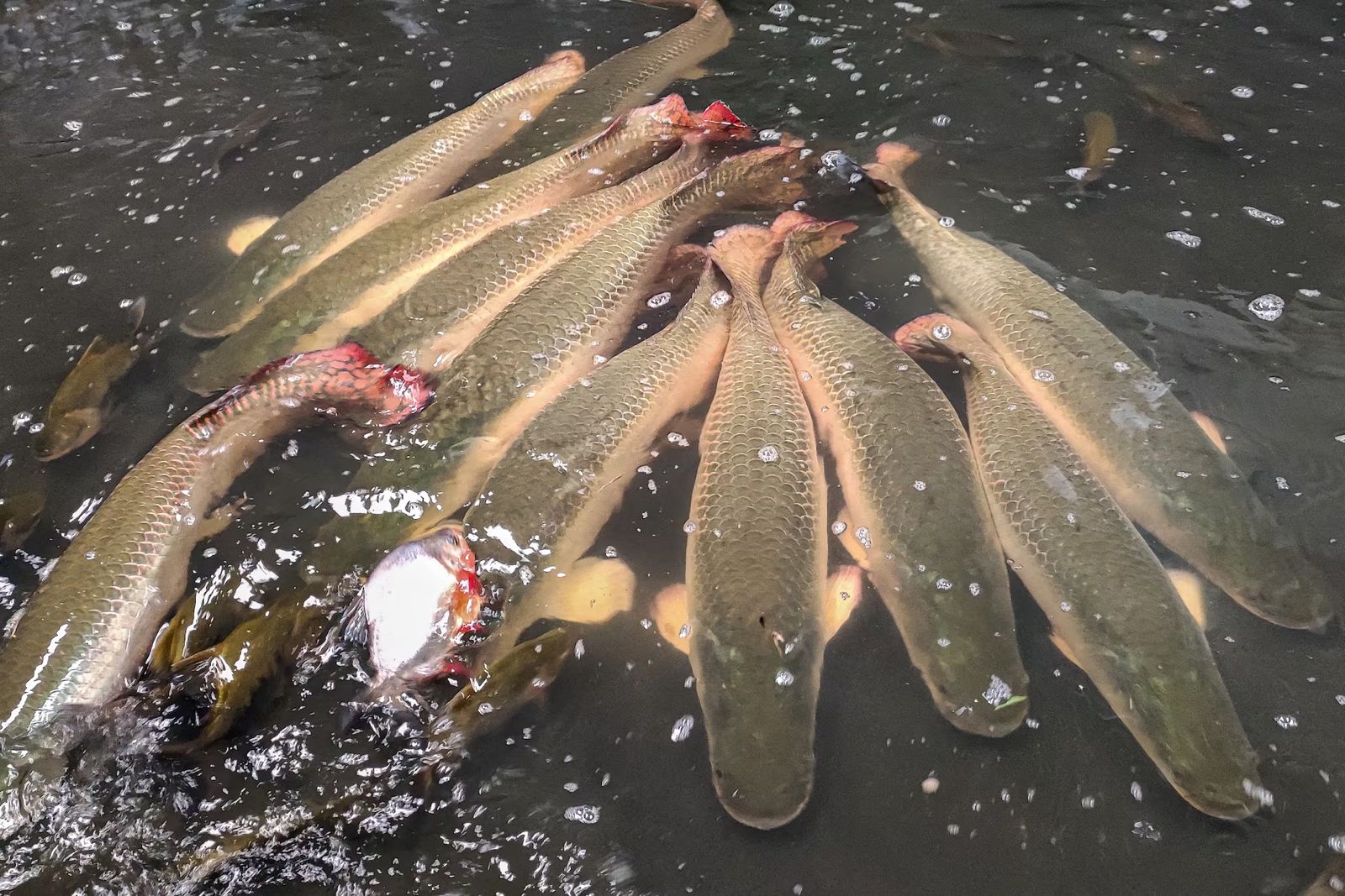 Cosecha de paiche en la piscigranja