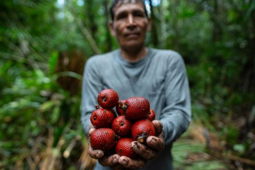 Recolector muestra el fruto del aguaje