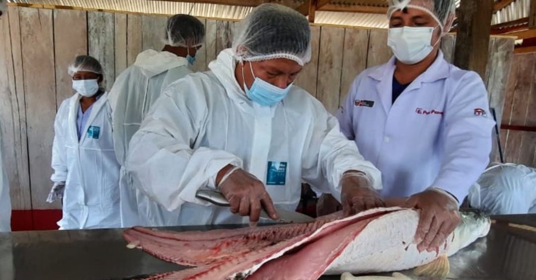 Primer lote de paiche sale con código de origen verificable